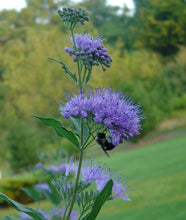 Load image into Gallery viewer, Caryopteris x &#39;Blue Mist&#39; - Bluebeard
