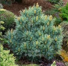 Pinus kor. ‘Blue Ball'