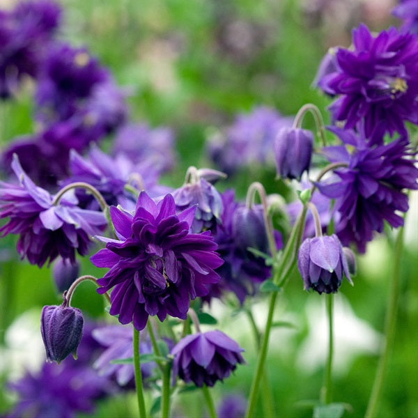 Aquilegia 'Blue Barlow' - Columbine