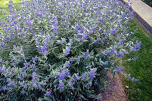 Load image into Gallery viewer, Caryopteris x &#39;Blue Mist&#39; - Bluebeard
