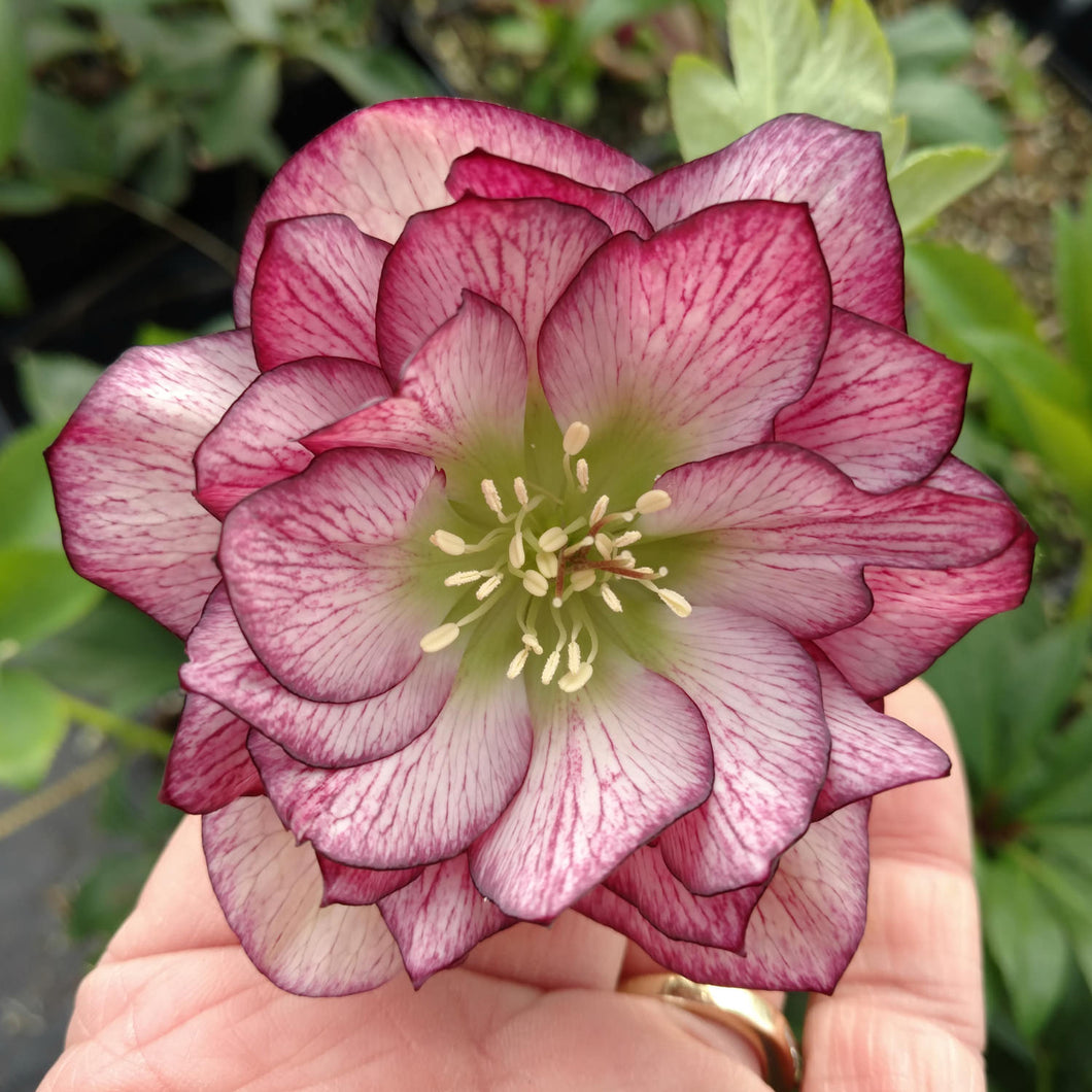 Helleborus 'Blushing Bridesmaid' - Lenten Rose