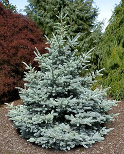 Picea pungens 'Bonny Blue'