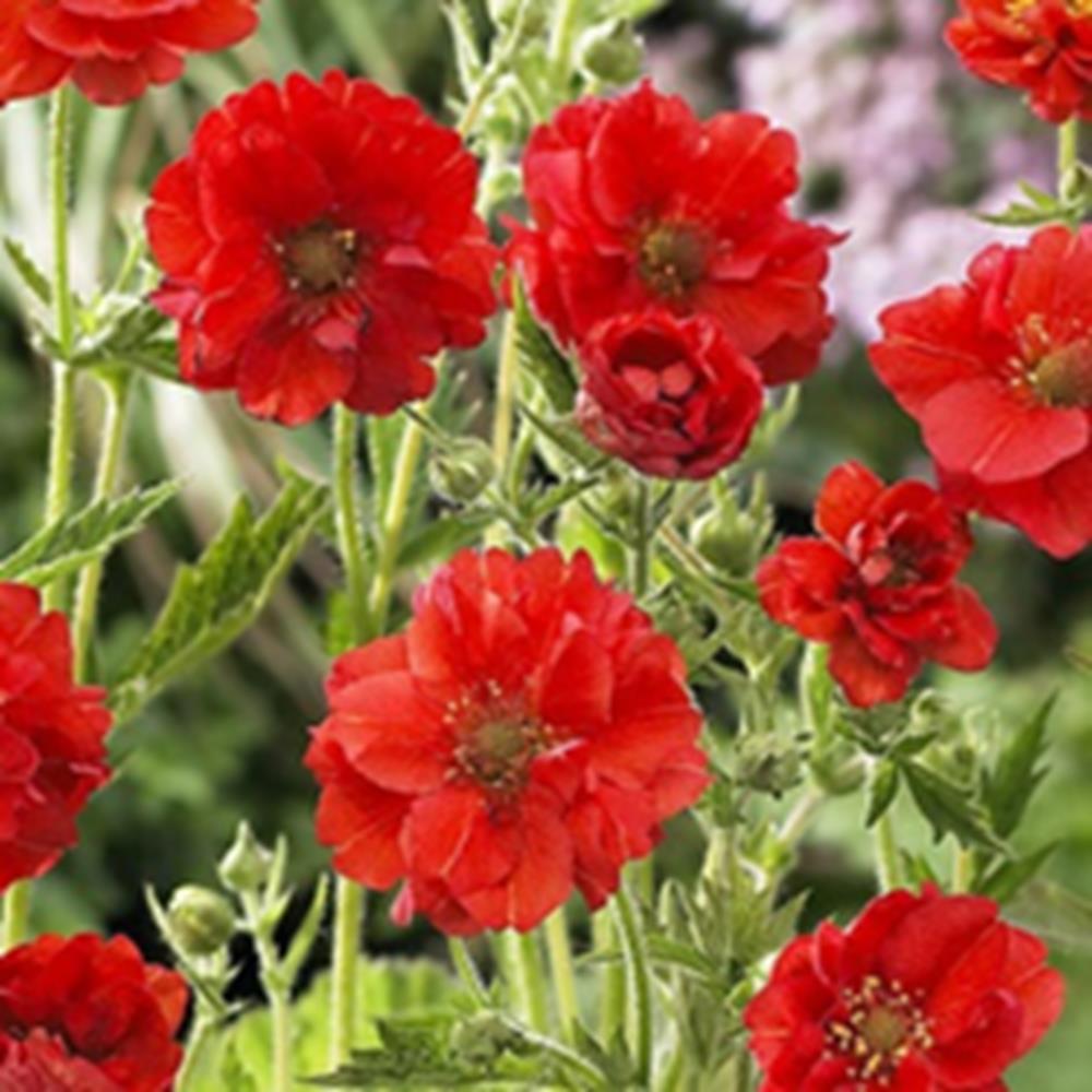 Geum 'Bradshaw' - Avens