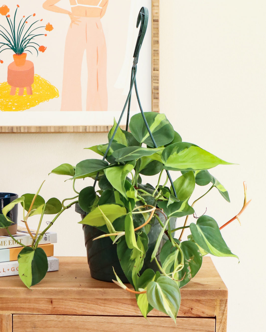 Philodendron 'Brasil'