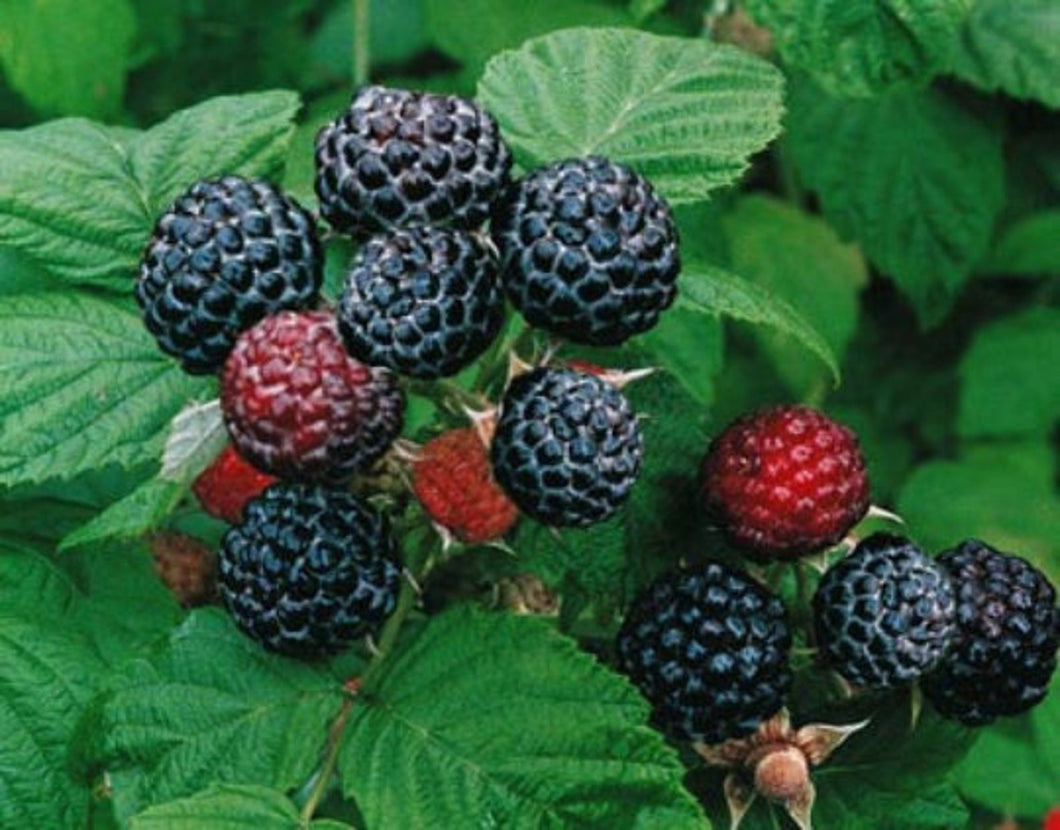 Rubus 'Bristol’ - Black Raspberry
