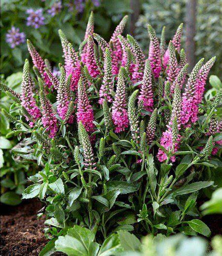 Veronica 'Bubblegum Candles' - Speedwell