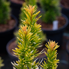 Load image into Gallery viewer, Taxus bacacta &#39;Bultinck Orange Beauty&#39; - English Yew
