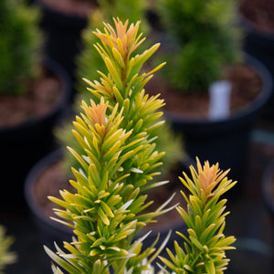 Taxus bacacta 'Bultinck Orange Beauty' - English Yew