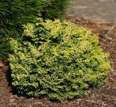 Chamaecyparis ob. 'Butter Ball' - Hinoki Cypress