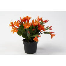 Load image into Gallery viewer, Rhipsalidopsis gaertneri - Assorted Easter Cactus
