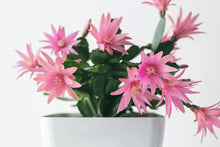 Load image into Gallery viewer, Rhipsalidopsis gaertneri - Assorted Easter Cactus
