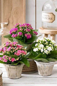 Kalanchoe - Assorted