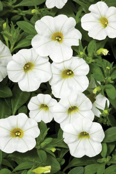 Calibrachoa 'Callie White'