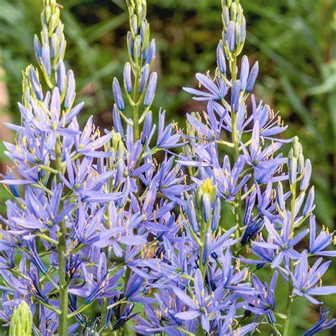 Camassia leichtlinii