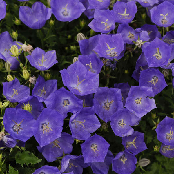 Bellflower Blue Flower Seeds campanula Carpatica Blue 