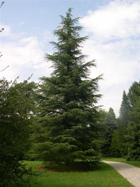 Cedrus lib. stenocoma - Lebanon Cedar