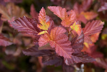 Load image into Gallery viewer, Physocarpus op. &#39;Center Glow&#39;
