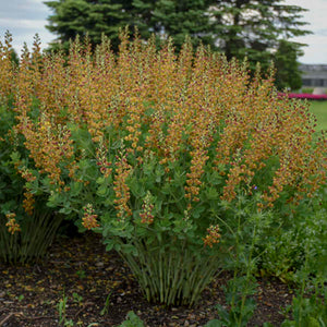 Baptisia 'Cherries Jubilee' - False Indigo