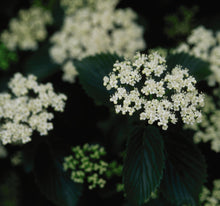 Load image into Gallery viewer, Viburnum &#39;Chicago Lustre&#39;
