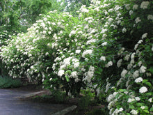 Load image into Gallery viewer, Viburnum &#39;Chicago Lustre&#39;

