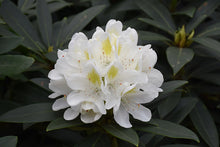 Load image into Gallery viewer, Rhododendron &#39;Chionoides&#39;
