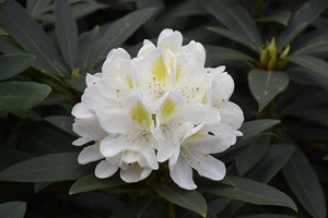 Rhododendron 'Chionoides'