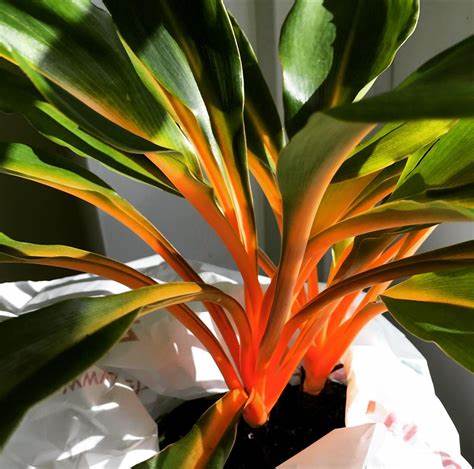 Chlorophytum 'Fire Flash' - Mandarin Plant