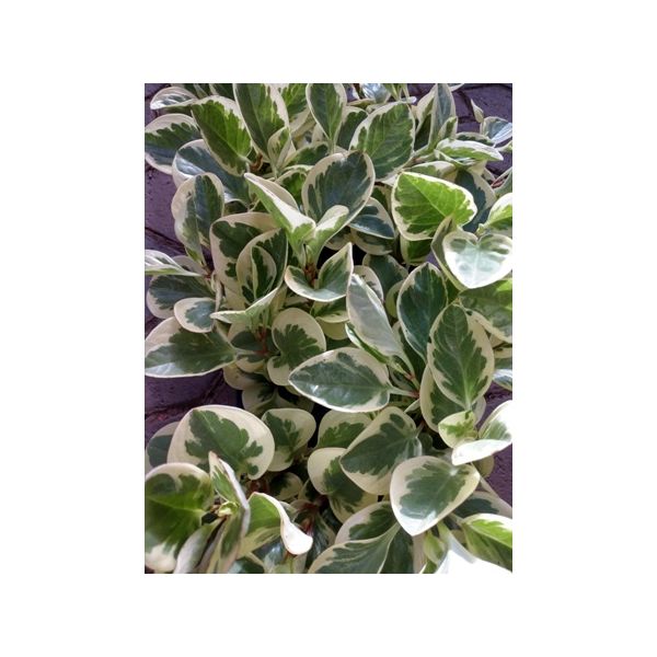 Peperomia ‘Citrus Twist’