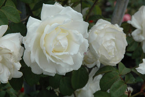 Rosa 'Cloud 10' - Climbing Rose