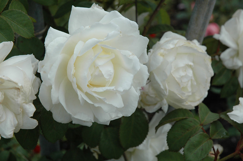 Rosa 'Cloud 10' - Climbing Rose