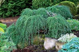 Tsuga canadensis 'Cole's Prostrate'