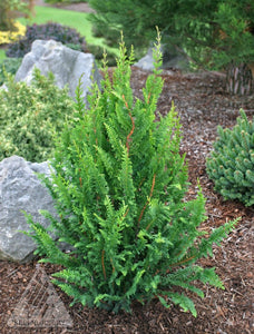 Chamaecyparis obtusa 'Filicoides Compacta' - Hinoki Cypress