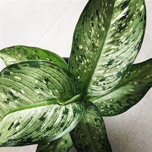 Load image into Gallery viewer, Dieffenbachia &#39;Memoria Corsii&#39; - Dumb Cane
