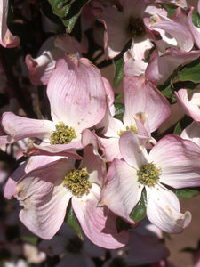 Cornus fl. 'Prairie Pink' - Florida Dogwood