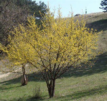 Load image into Gallery viewer, Cornus mas - Cornelian Cherry
