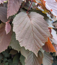 Load image into Gallery viewer, Corylus &#39;Purpleleaf Select&#39; - American Hazelnut
