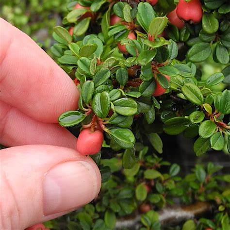 Cotoneaster 'Strieb's Findling'