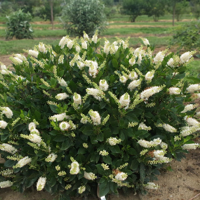Clethra alnifolia ‘Crystalina’ - Summersweet