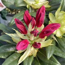 Load image into Gallery viewer, Rhododendron &#39;Dandy Man Color Wheel’
