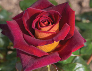 Rosa 'Dark Night' - Shrub Rose