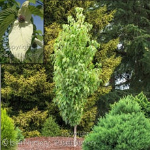 Load image into Gallery viewer, Davidia &#39;Iseli Fastigiate&#39; - Dove Tree
