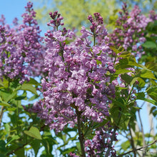 Load image into Gallery viewer, Syringa hyacin. &#39;Double Blue&#39;
