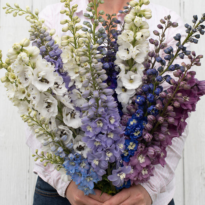 Delphinium 'Magic Fountains' - Mixed