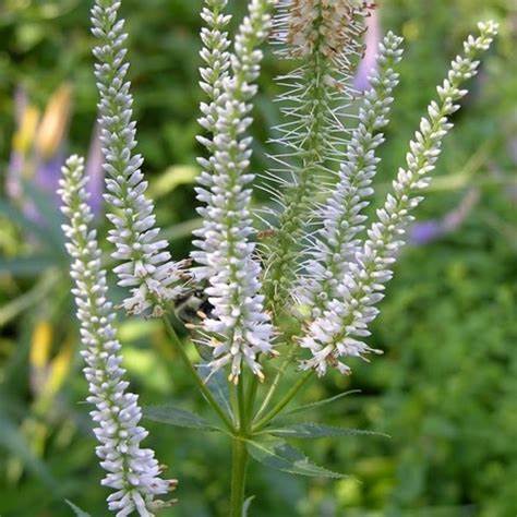 Veronicastrum virg. 'Diana' - Culver's Root