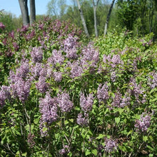 Load image into Gallery viewer, Syringa hyacin. &#39;Double Blue&#39;

