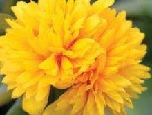 Load image into Gallery viewer, Portulaca oler. &#39;Duna Colorblast Double Yellow&#39;
