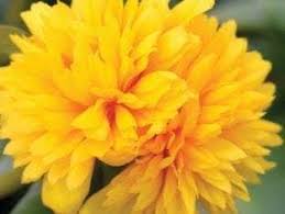 Portulaca oler. 'Duna Colorblast Double Yellow'