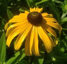 Rudbeckia ful. 'Glitters Like Gold'