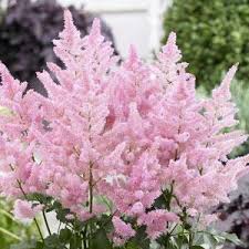 Astilbe 'New Wave'