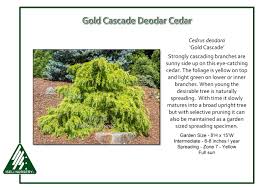 Cedrus deo. 'Gold Cascade'